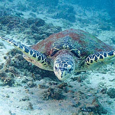koh-lipe-diving-castaway-resort-turtle