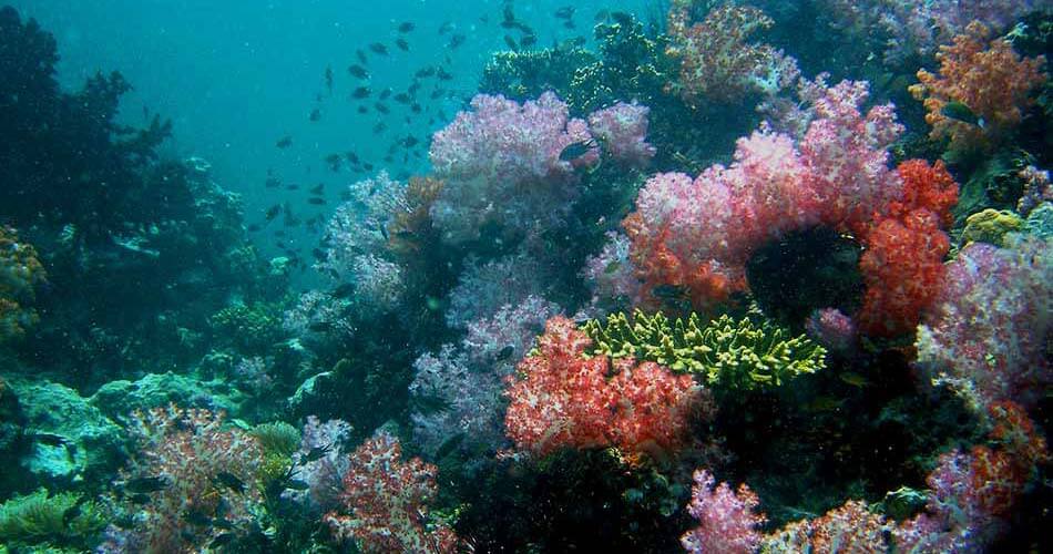 koh Lipe resort castaway divers coral reef not far from Koh Lipe.